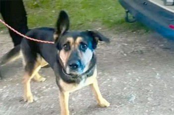 В Чехии грустная собака на берегу пруда запустила поисковую операцию 