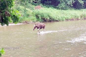 Лось-иностранец наведался в Чехию на водные процедуры: видео