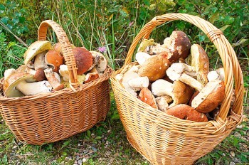 Сухая погода угрожает сорвать грибной сезон в Чехии