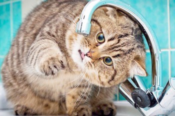 Жители пражских Голешовиц на 2 дня останутся без воды