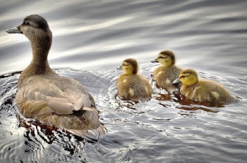 В Чехии неизвестный стрелял по уткам иглами из арбалета