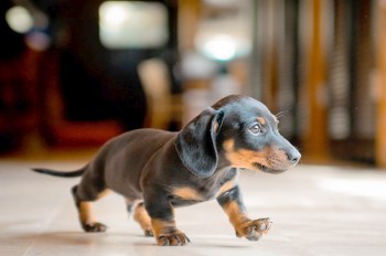 Названы самые популярные породы собак в Праге