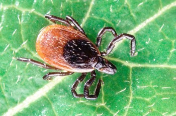 В пражском лесопарке обнаружили энцефалитных клещей