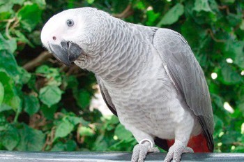 «Показания» попугая помогли осудить американку за убийство мужа