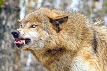 Волк покусал 3-летнюю девочку в чешском зоопарке