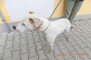 В Чехии женщина-полицейский бросилась в реку за тонувшей собакой