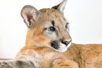 Из чешского зоопарка сбежала пума