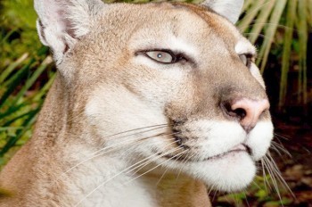 Под Прагой поймали сбежавшую из зоопарка пуму