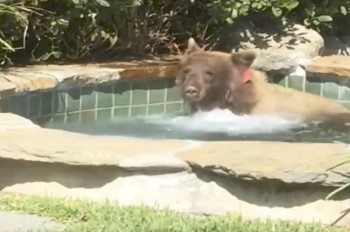 Наглый медведь забрался в джакузи и выпил коктейль: видео