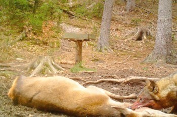 В «Чешскую Швейцарию» вернулись волки