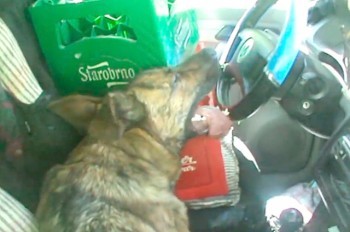 В Праге полицейские спасли собак из раскаленного на солнце авто: видео