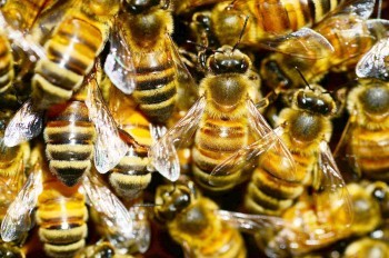 Во Франции пчелы покусали более 20 прохожих. Трое в критическом состоянии