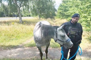 В Праге на остановке автобуса стоял конь: видео