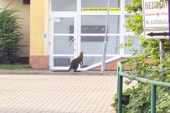 В Чехии полицейским пришлось ловить кенгуру: видео
