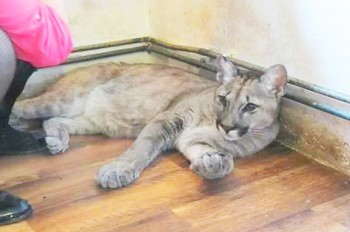 В Чехии поймали сбежавшую из зоопарка пуму