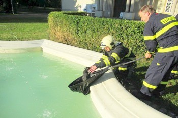 Чешские пожарные спасли из бассейна котенка