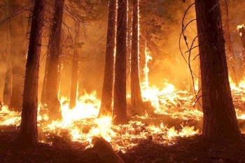 В Италии пожарные сами поджигали лес ради бонусных выплат