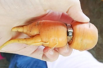 Потерянное обручальное кольцо нашлось на морковке 13 лет спустя