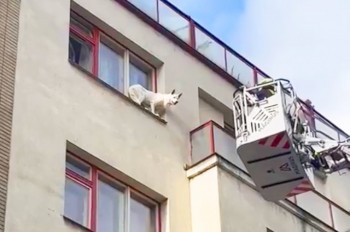 В Праге пожарные спасли собаку, вышедшую на парапет окна