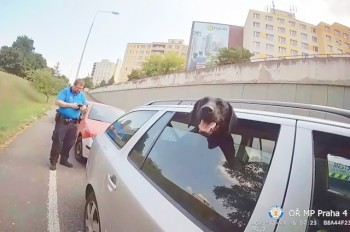 Житель Праги оставил собаку на жаре в машине, а затем нагло врал полиции: видео