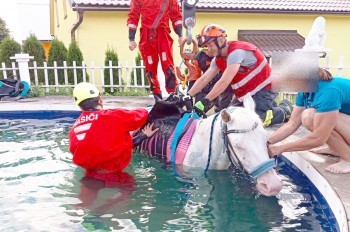 В Чехии пожарные вытащили из бассейна коня