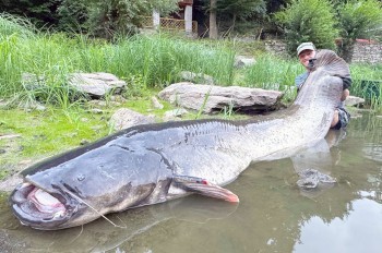 В Чехии рыбак поймал самого большого сома в истории страны