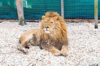 Под Прагой полицейские застрелили льва, сбежавшего из зоопарка