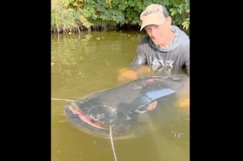 Второй рекорд за две недели: рыбак поймал самого большого сома в истории Чехии