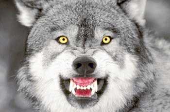 История с нападением волка на девочку в чешском зоопарке получила продолжение