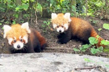 В чешском зоопарке родились две красные панды: видео