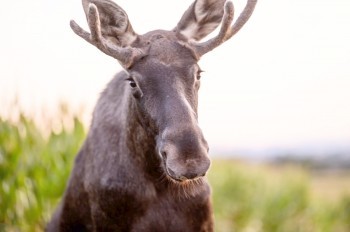 В Чехии сочинили песню о лосе Эмиле: видео