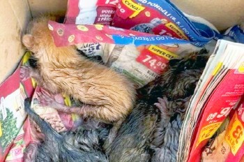 В Чехии вынесли приговор нелюдю, выбросившему котят в мусорку