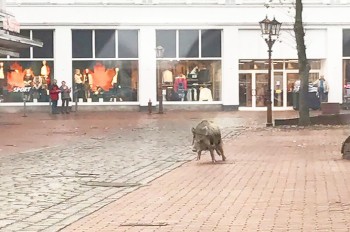 Дикие кабаны «атаковали» немецкий город: 4 пострадавших