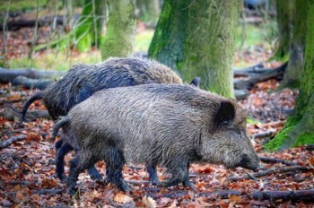 В Чехии кабаны загнали грибников на дерево: видео