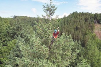В Чехии измерили самое высокое дерево страны: видео