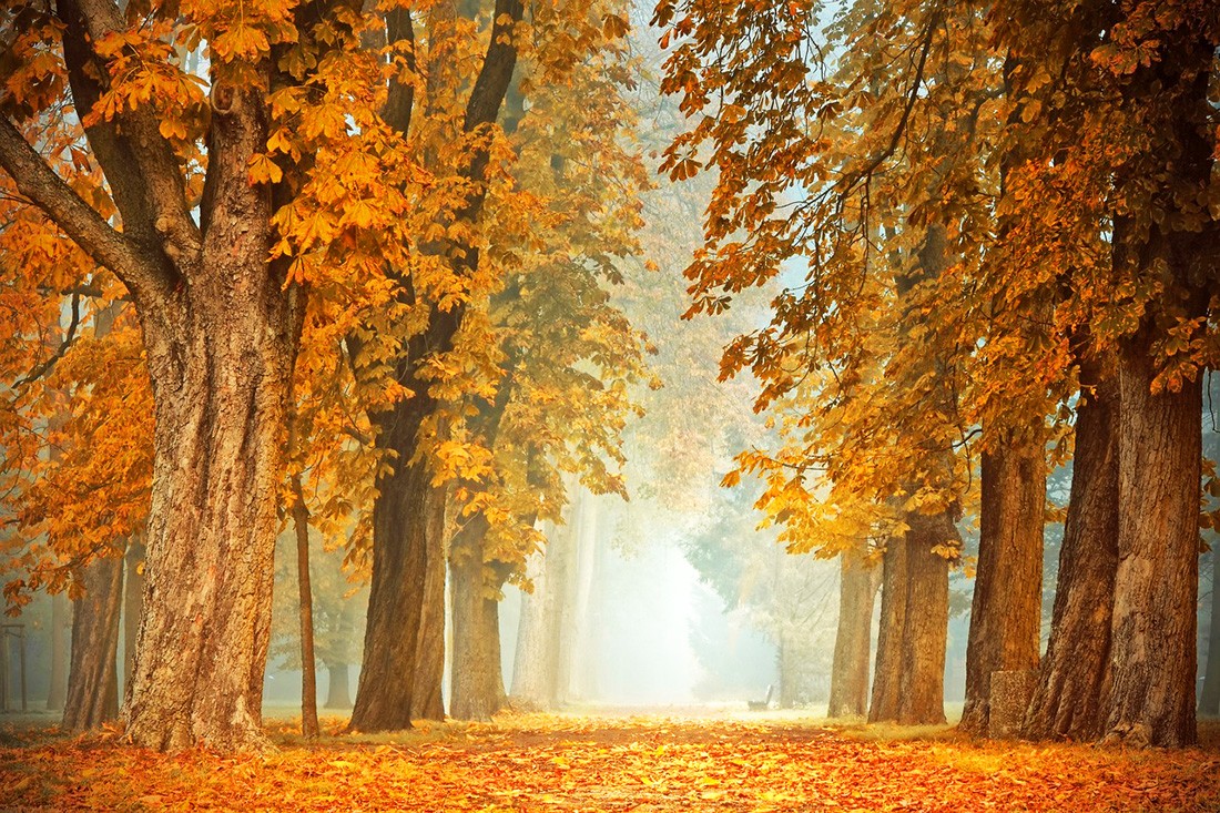 Царство осени: чешские синоптики опубликовали прогноз погоды на неделю 