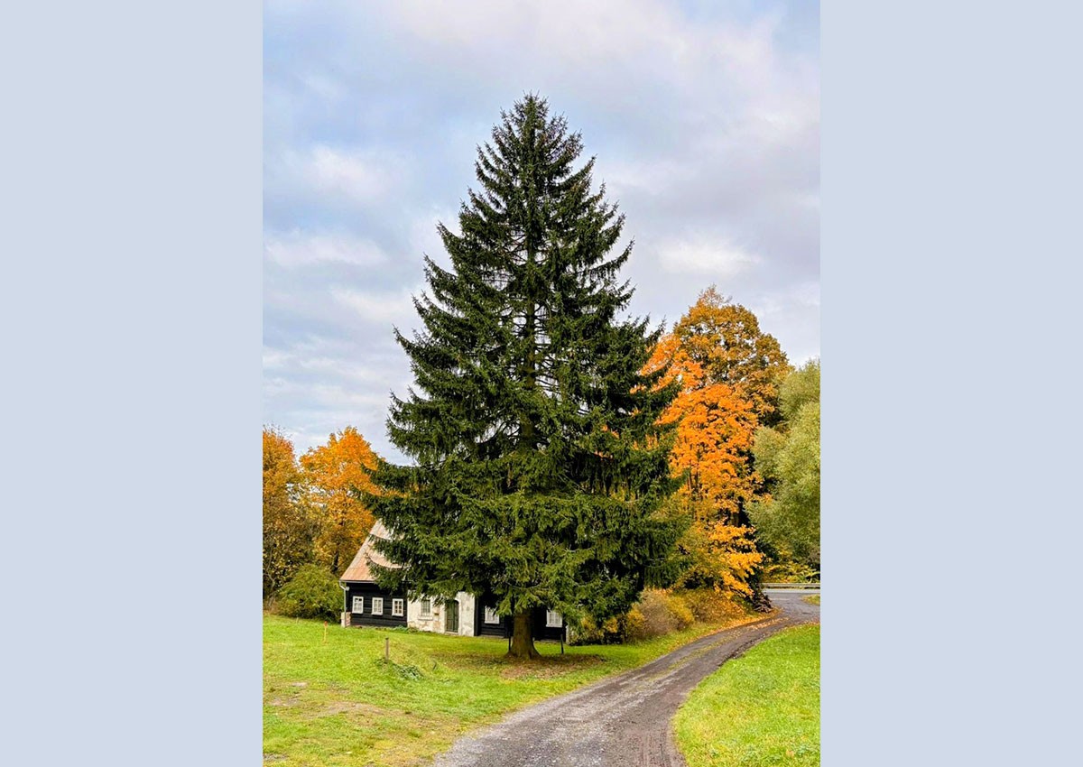 В Чехии выбрали главную рождественскую елку страны