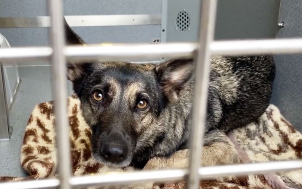 В Праге получила продолжение история с собакой, забежавшей в тоннель метро