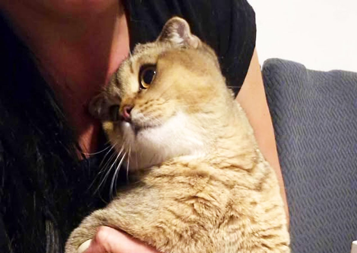 Один из пропавших в Праге котов нашелся