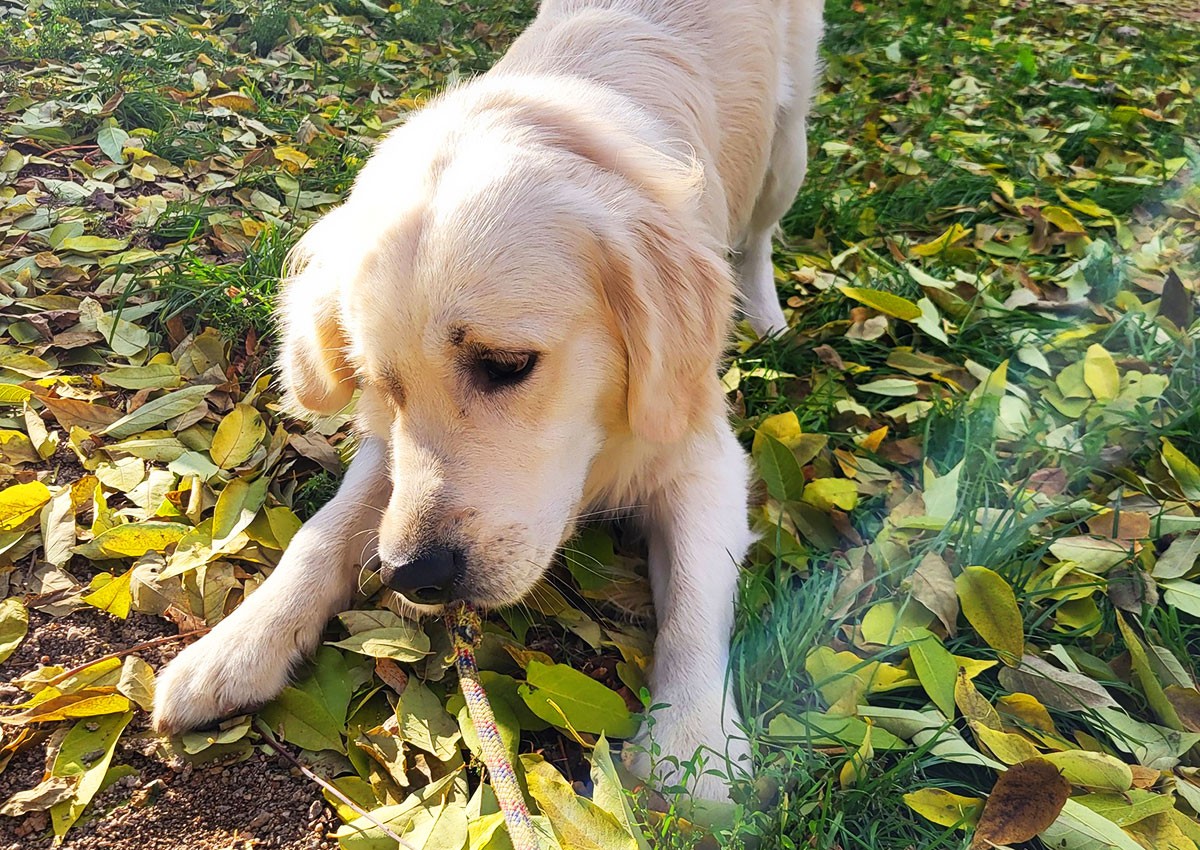В Чехии потерявшийся пёс сел в правильный поезд и вернулся в свой город