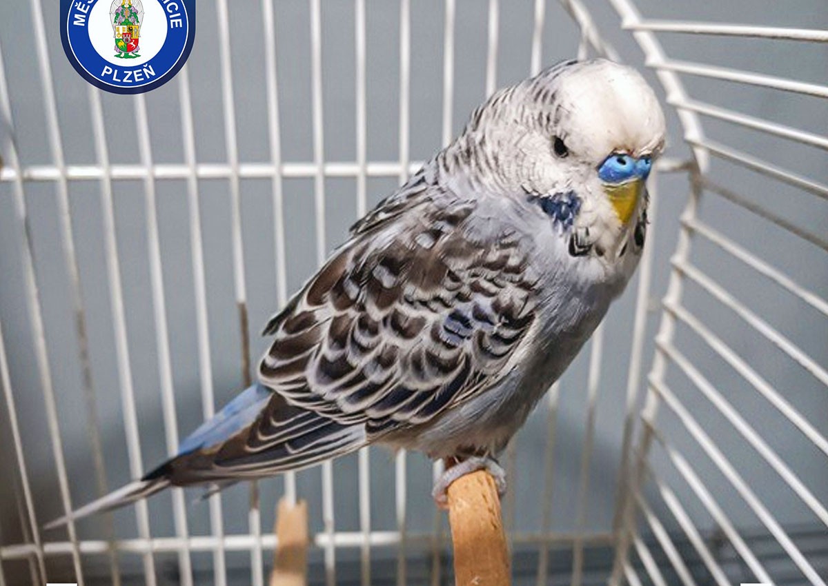 Жителю Чехии в открытое окно влетел попугай