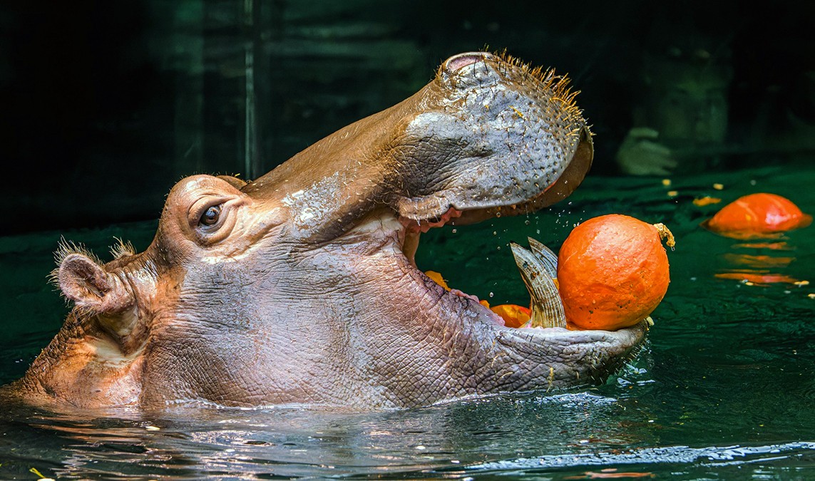 Обитателей Пражского зоопарка угостили тыквами: фото и видео