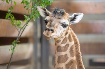 В чешском зоопарке родилась редкая жирафиха
