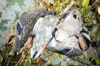 В Чехии неизвестный выбросил в реку 26 подстреленных уток