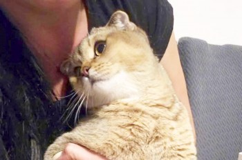 Один из пропавших в Праге котов нашелся