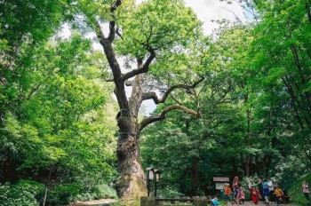 В Чехии выбрали самое красивое дерево. Ему 1000 лет