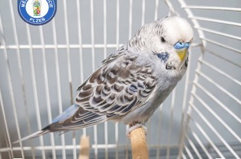 Жителю Чехии в открытое окно влетел попугай