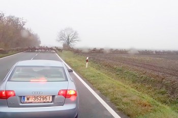 «Бесконечное» стадо оленей удивило водителей в Венгрии: видео