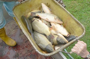  В Чехии неизвестный спустил воду из пруда и украл 2,5 тонны рыбы