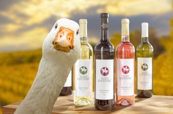 В Чехии выбрали святомартинские вина 2024 года